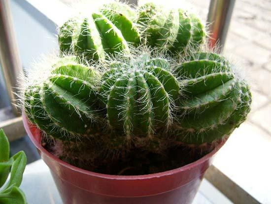 綠植的七種功效 天然的吸塵器